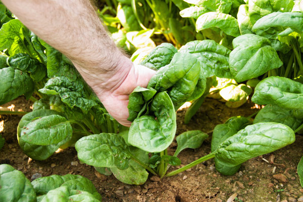 picking locally-grown farm spinach
